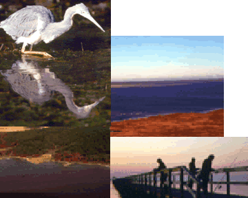 Collage of images - 2 Aerial pictures of the refuge - White waterfowl wading through the water - people fishing from a pier