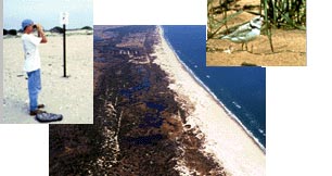 Collage of Pictures - Small Shorebird walking on sand - man with binoculars - aerial view of shoreline
