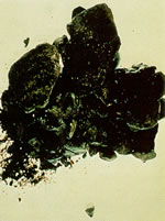 photograph of Mexican Black Tar Heroin