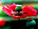 photograph of a Mexican Opium Poppy