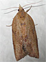 photo of a Light Brown Apple Moth