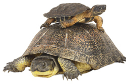 Foto: una tortuga grande y una tortuga pequeña