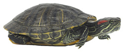 Foto: tortuga deslizadora de oreja roja