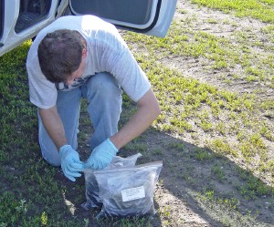 A USGS scientist bagging up large amounts of biosolids to be used for the development of methods to detect the presence of emerging contaminant compounds in solid material. Clean sampling protocols are used to prevent cross-contamination of samples.