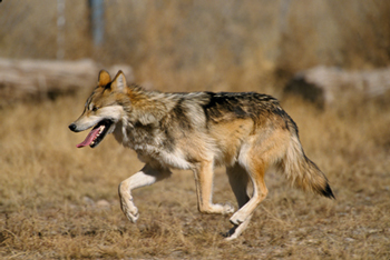 Mexican Wolf