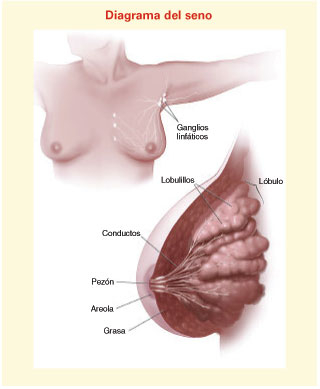 Diagrama del seno