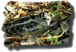 Woodcock on Leaves