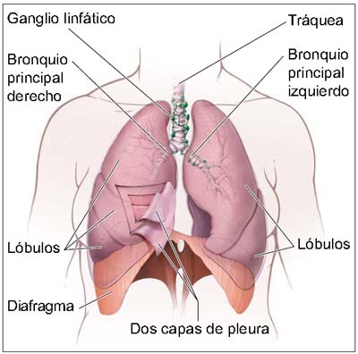 Este dibujo muestra los pulmones y tejidos cercanos.