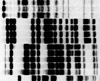 A dendogram for E. coli