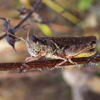 Many insects call the park their home.