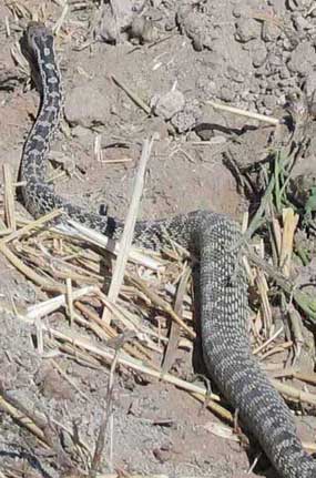 Gopher Snake