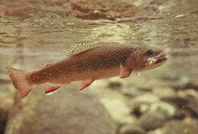 Brook trout