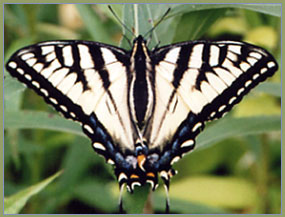 Large white butterfly with black markings.