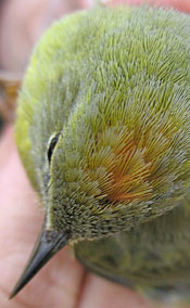 top of small yellow bird's head showing orange crown