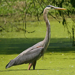 A long-legged blue heron wades in a small pond.