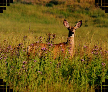 Mule Deer