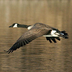 Canada goose flying along the Mississippi River.