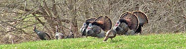 Turkey gobblers strut during the spring in many of the parks lining the Mississippi River.