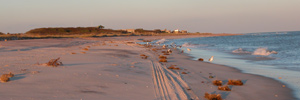 Golden glow of sunset falls over beach with scattered seaweed and tangled beach grass roots.