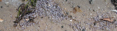 Tiny shells and other debris washed ashore on sandy beach