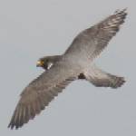 Adult peregrine falcon flying