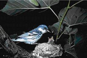 Cerulean Warbler feeding young in nest.