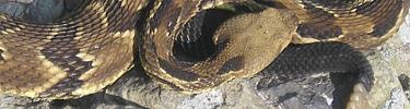 A rattlesnake sunning on a rocky ledge. - E. Butler.