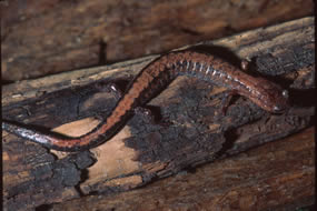 Red Backed Salamander