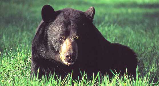 Adult black bear lying in grass.
