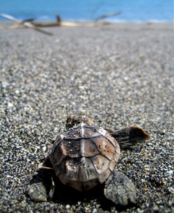 A Hawksbill turtle hatchling heads for the ocean.