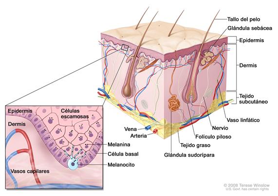 Anatomía de la piel con melanocitos; el dibujo muestra la anatomía de la piel normal, con la epidermis, la dermis, los folículos pilosos, las glándulas sudoríparas, los tallos del pelo, las venas, las arterias, el tejido graso, los nervios, los vasos linfáticos, las glándulas sebáceas y el tejido subcutáneo. La ampliación muestra las capas de células escamosas y de células basales de la epidermis sobre la dermis con vasos capilares. Se muestra la melanina en las células. Se muestra un melanocito en la capa de las células basales en la parte más profunda de la epidermis.