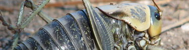 Mormon Cricket, photo by Rebecca Wiles