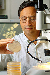 Photo of ARS microbiologist Robert Mandrell examining Campylobacter jejuni colonies growing in petri dishes