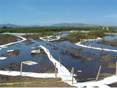 booms used to soak up spilled oil