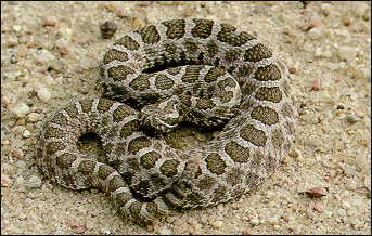 JPG -- Massasauga rattlesnake