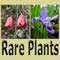 Four pictures of rare plants: Townsendia aprica, Fritillaria gentneri, Iris lacustris, and Echinocereus fendleri var. kuenzleri framing the text Rare Plants.