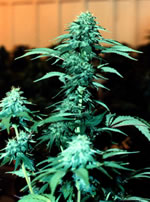 photo of Cannabis