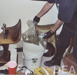 The defendant faces a minimum of 5 years in prison after selling $2 million worth of marijuana (pictured above) in nine months.