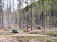 Picture of a mixed conifer stand after small wood has been removed and slash piled.