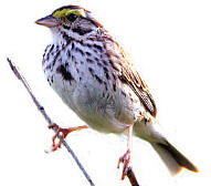 Savannah Sparrow