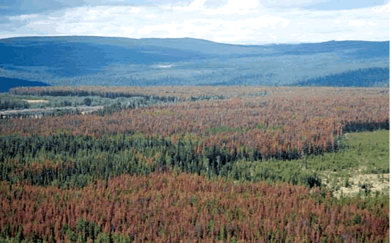 Figure 14—Mountain pine beetle damage in British Columbia. Photo taken by Lorraine Maclauchlan, Ministry of Forests, Southern Interior Forest Region