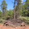 Picture of pile of small trees by a roadside