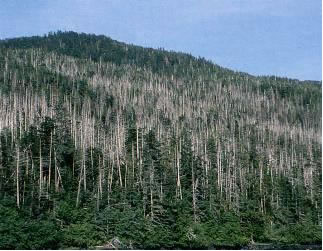 Alaska yellow-cedar decline on western Chichagof Island. 
