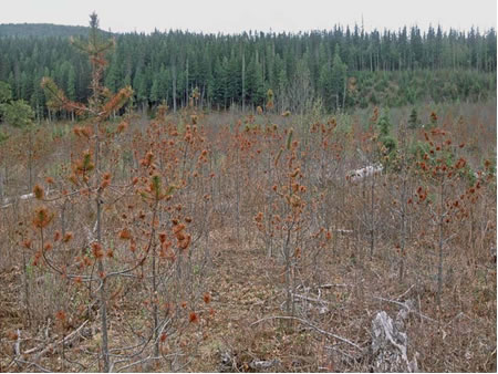 Lodgepole pine plantation in Northwest British Columbia heavily impacted by red band needle blight caused by Dothiostroma pini.