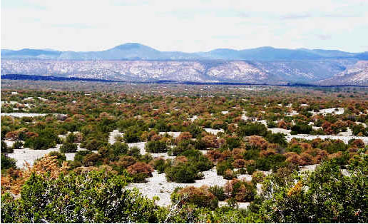 Widespread decline of pinyon pine (Pinus edulis) on the Carsen National Forest, viewed from Highway 285, six miles (9.7 km) from Ojo Caliente, New Mexico. 