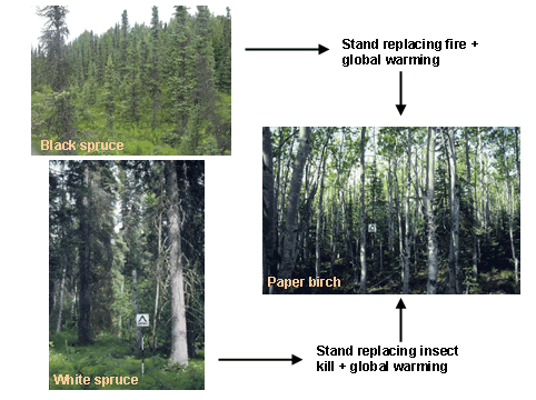 Figure 3—A warmer climate in combination with increased fire and insect outbreaks can result in long-term changes in dominant vegetation.