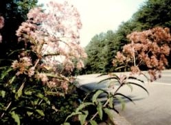 Photo: large pink to mauve compound flowers in forground, forest trimmed road in background.