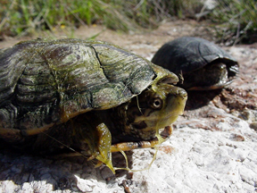 Sonora Mud Turtles