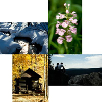 4 seasons at Catoctin Mountain Park, snow covered stream, spring wildflower, summer visitors on Chimney Rock, and a cabin at Misty Mount in the fall.