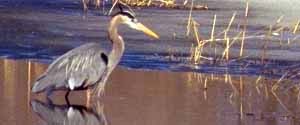 great blue heron walking in water